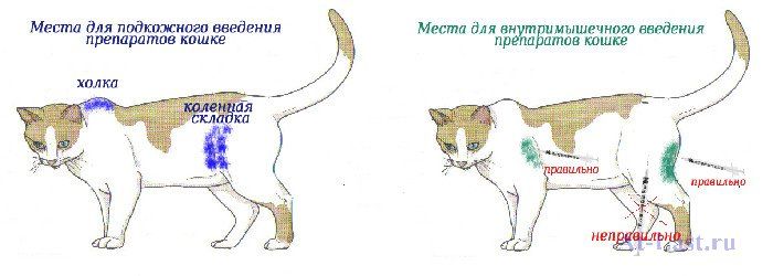 Глобфел для кошек: отзывы, инструкция по применению, противопоказания