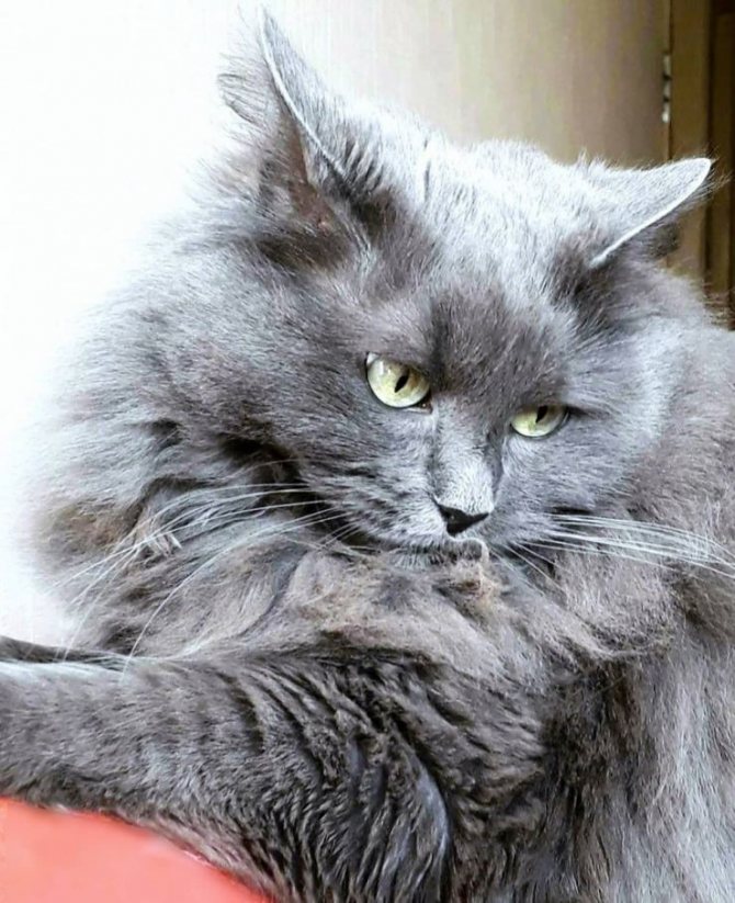 Порода кошек нибелунг – чем отличается от русской голубой кошки – внешность и характер