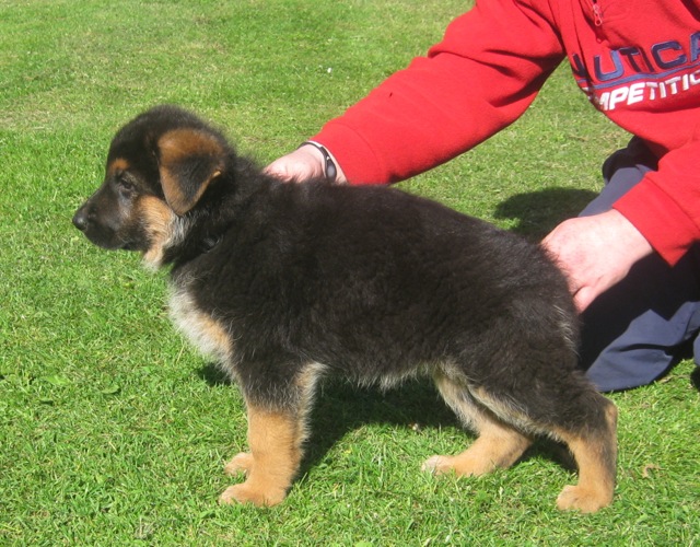 Воспитание щенка немецкой овчарки, дрессировка в домашних условиях, правила ухода и выбор щенка