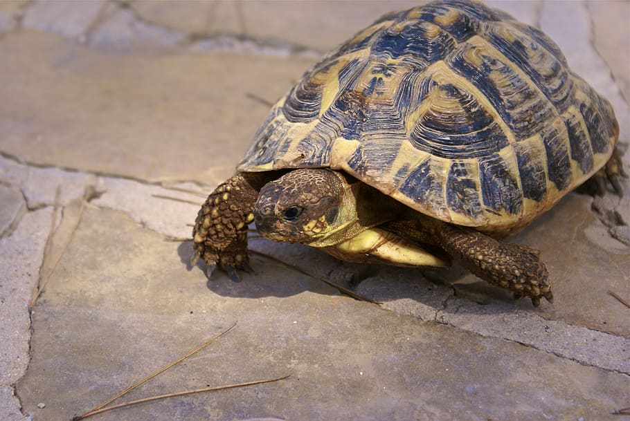 Сухопутная черепаха - виды, описание с фото, содержание дома, кормление и размножение