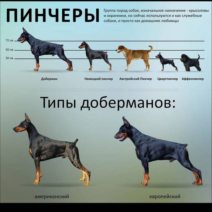 Полный список размеров собак: от гигантских до самых маленьких