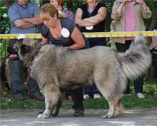 Кавказская овчарка ???? фото, описание, характер, факты, плюсы, минусы собаки ✔
