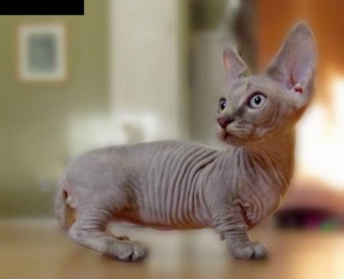 Кошка такса – манчкин: характеристики породы, характер, содержание +фото и видео