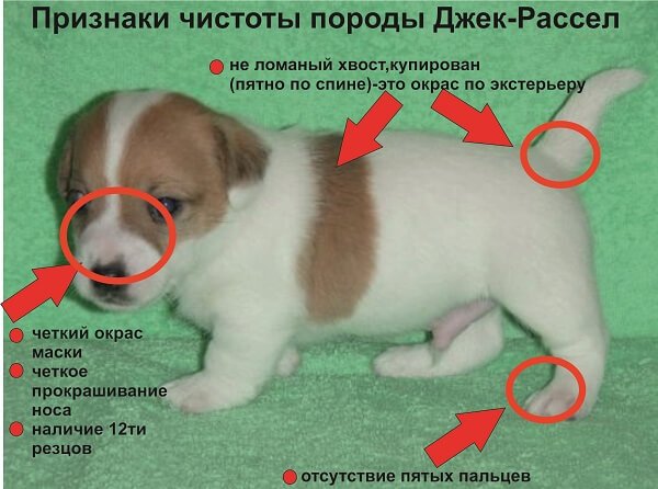 ᐉ в каком возрасте отдают щенков йорка? - zoomanji.ru