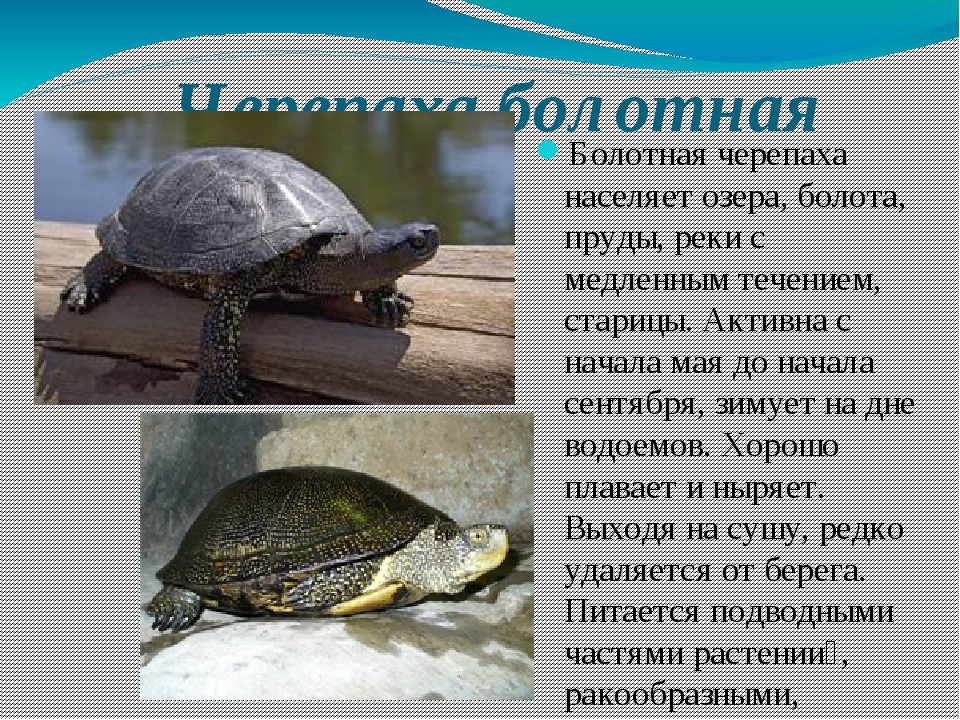 Все о болотной черепахе, описание, где живет, что ест, виды