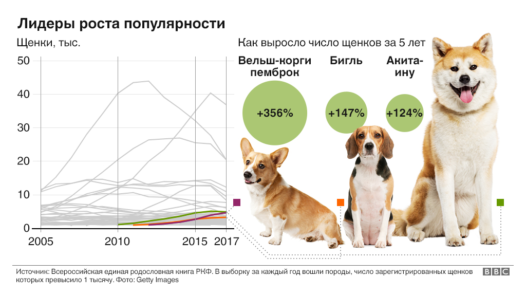 Топ 25 самые лучшие породы собак (рейтинг 2021)