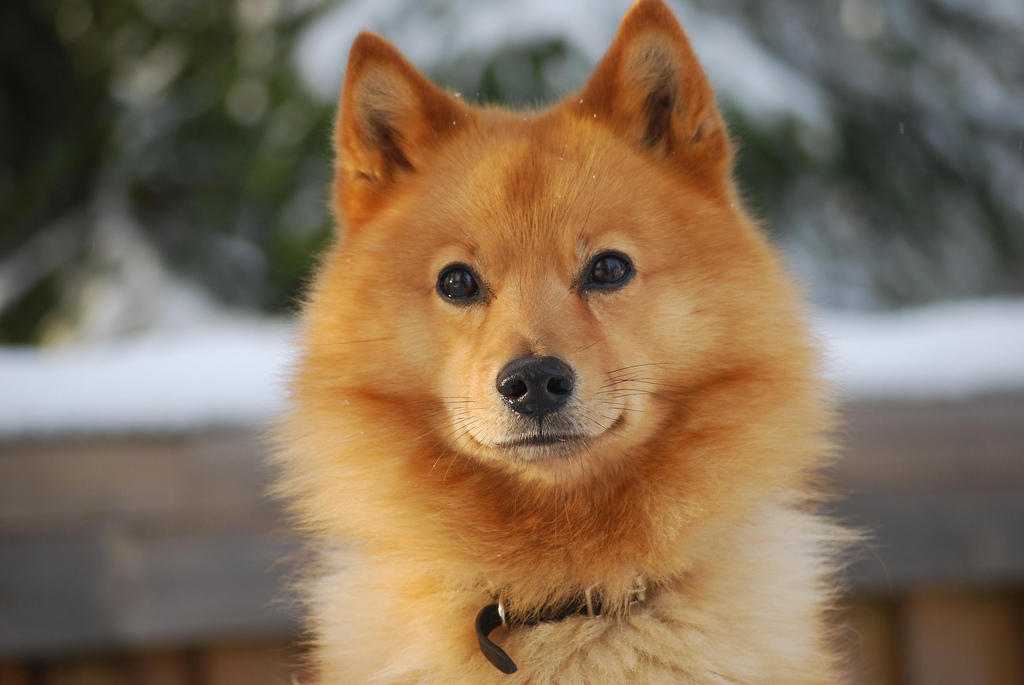 Карело-финская лайка: фото, описание породы, характер и уход за собакой