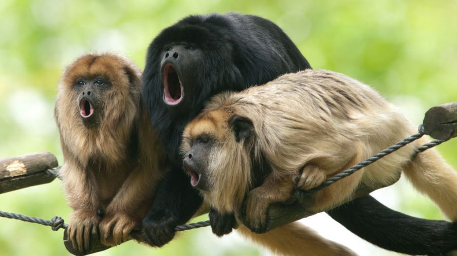 Обезьяна ревун. колумбийский и горомкоголосый примат - млекопитающие
