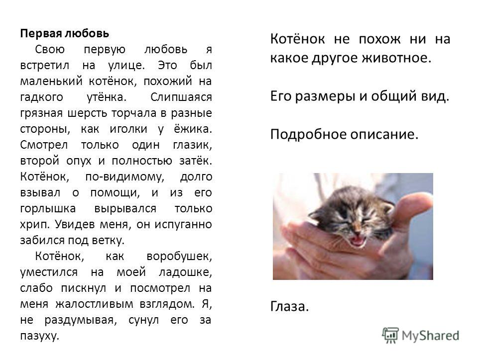 Корат (120 фото породы кошек): здоровье и распространенные болезни, цена, уход, интересные факты о редкой породе кошек из таиланда
