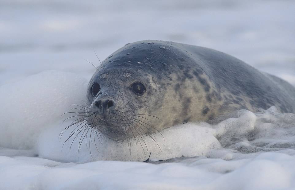 Ларга тюлень. образ жизни и среда обитания тюленя ларга