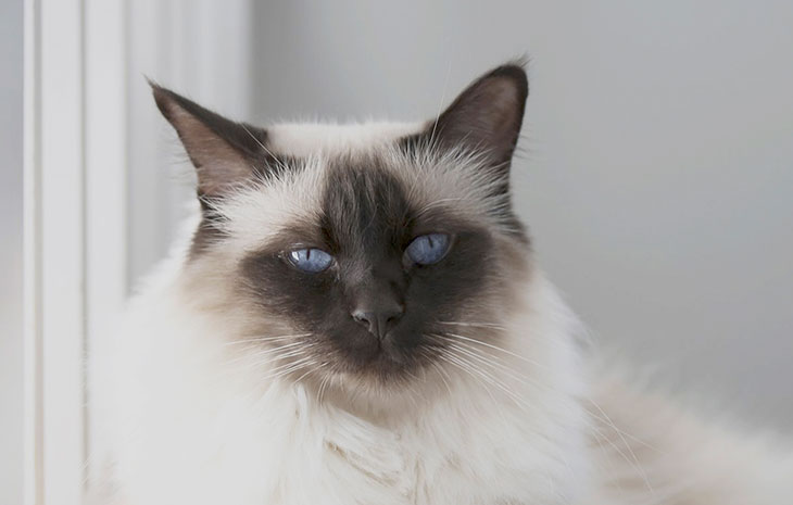 Породы кошек - балинезийская кошка (балинез) | zoodom