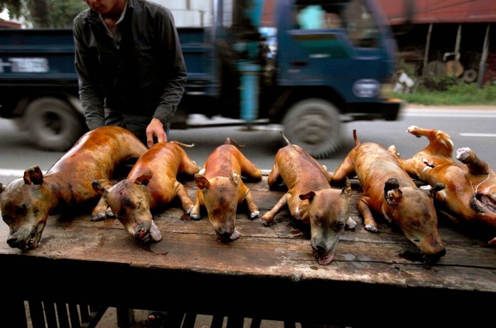 В какой стране едят собак мир наизнанку