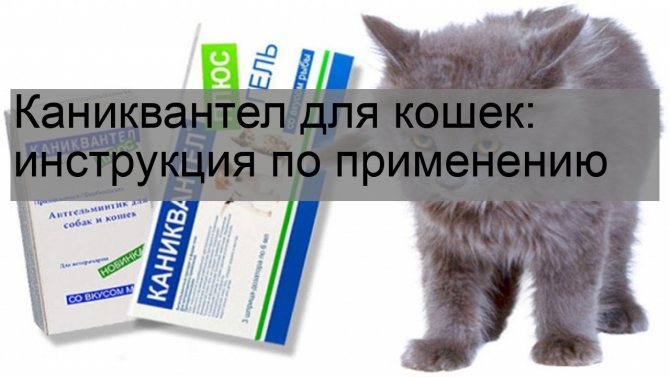 Травматин для кошек: как правильно применять препарат