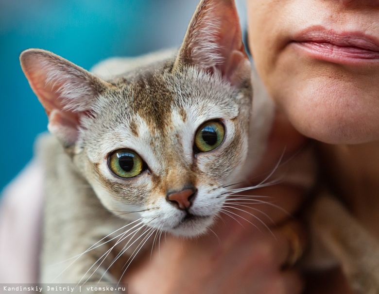 Сингапурская кошка – как правильно кормить животное, какие болезни могут возникнуть у питомца?