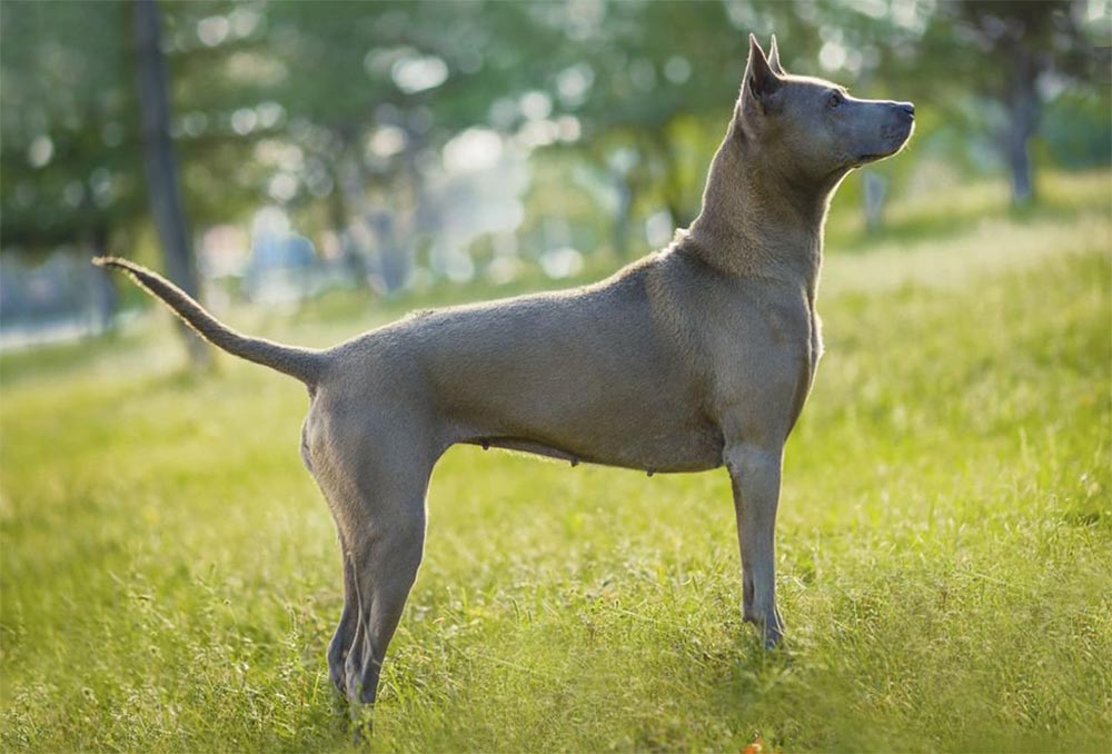 Самые редкие породы собак с фотографиями и названиями | топ-10