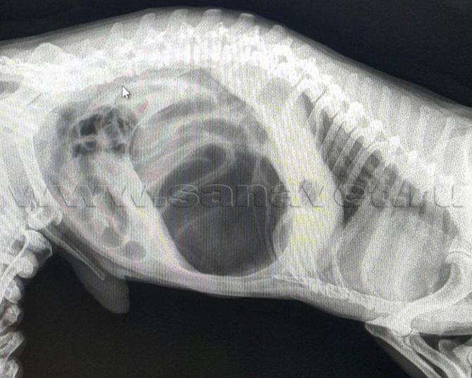 Заболевания желудочно-кишечного тракта у собак - болезни желудка у собак в москве. ветеринарная клиника "зоостатус"