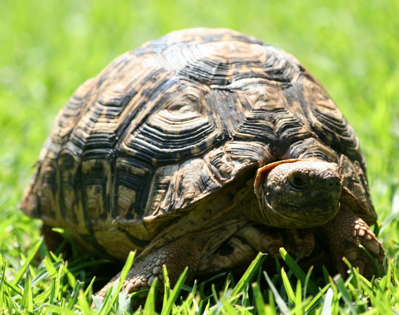 Сухопутная черепаха (100 фото): ареал обитания, внешний вид, повадки, интересные факты