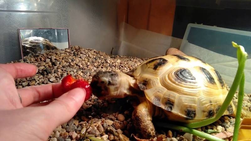 Недельный рацион питания для черепах