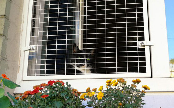Как сделать балкон безопасным для кошки