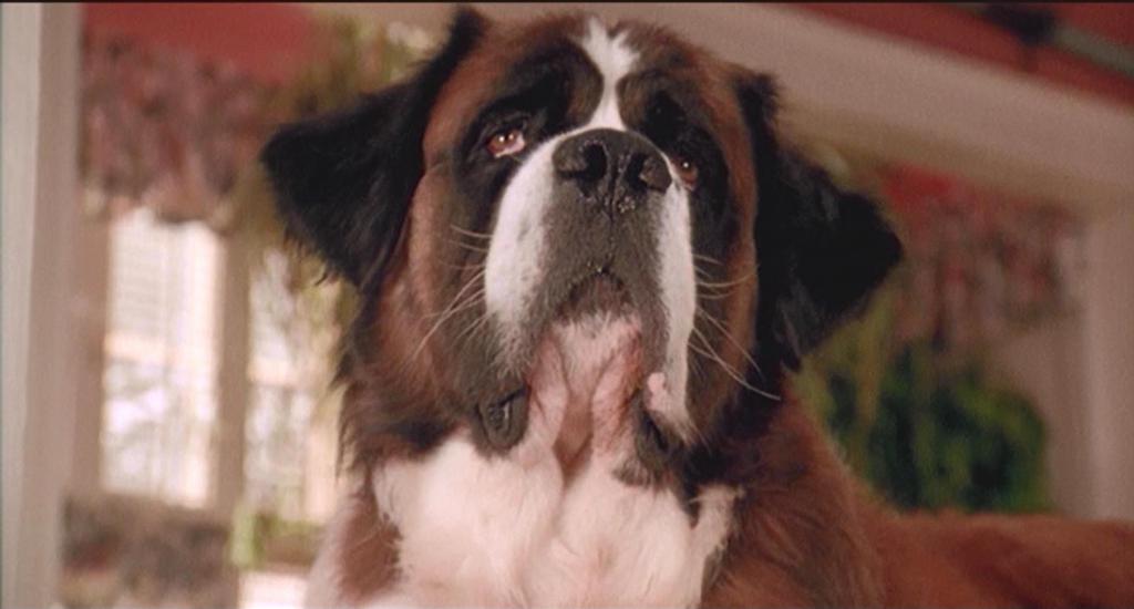 Собака породы сенбернар из фильма «бетховен»
