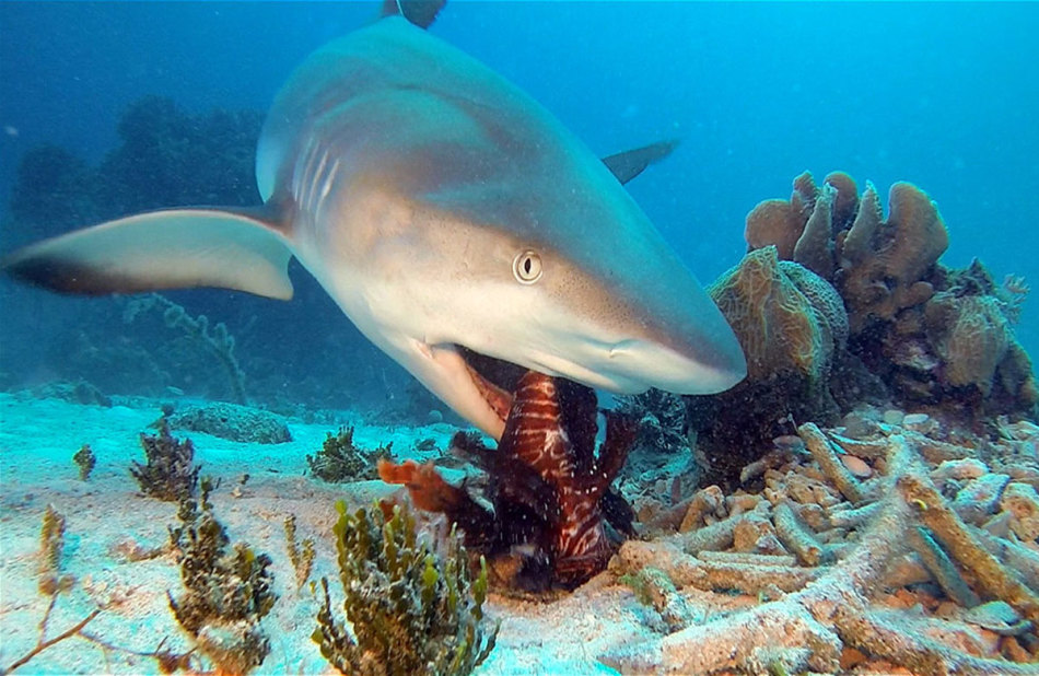 Какие опасные акулы обитают в средиземном море? ∞ лагуна акул