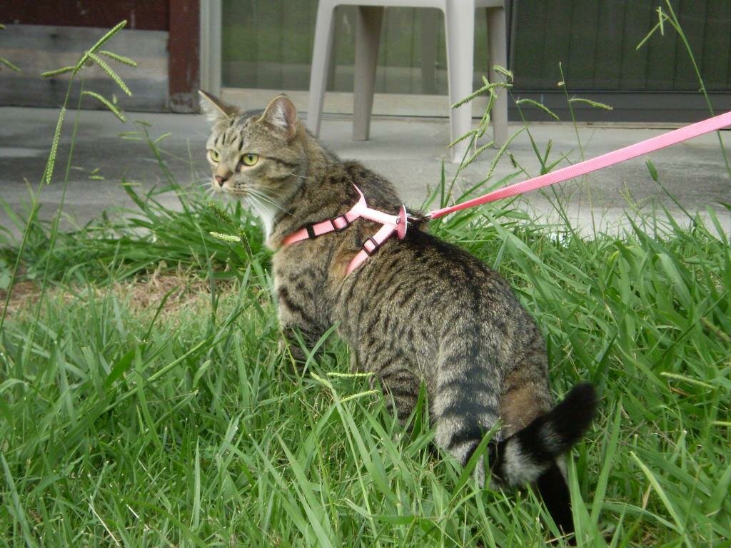 Как выгуливать кошку или кота на улице: советы владельцам