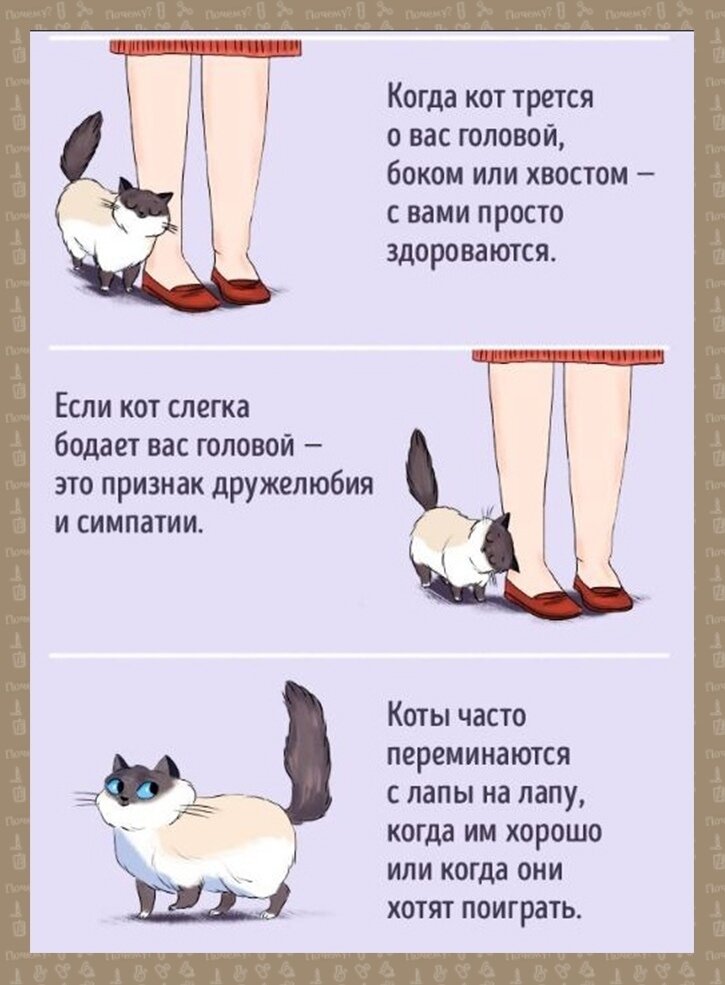 Как показать кошке, что ты ее любишь: кошачий язык