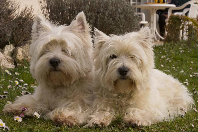 Йоркширские терьеры: описание породы, характер собаки, плюсы и минусы