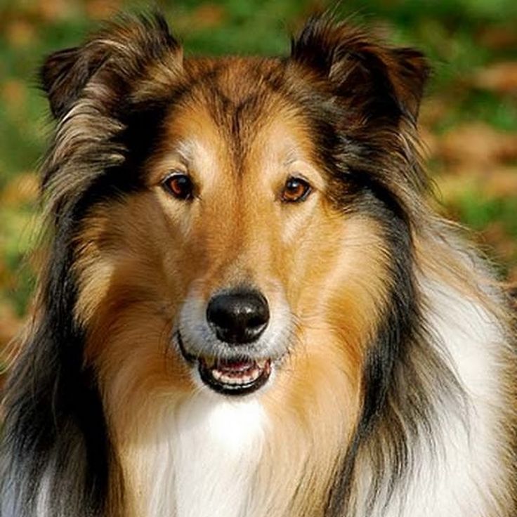 Колли собака (шотландская овчарка): описание, характеристика, фото