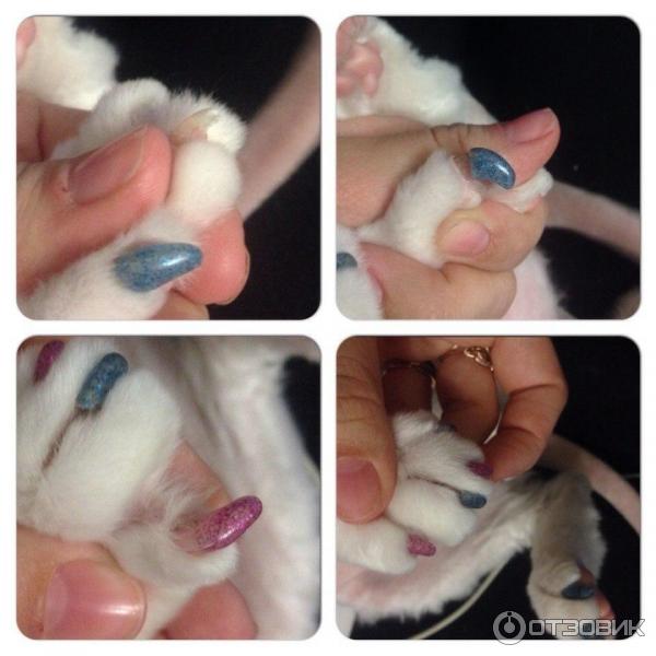 Антицарапки, или колпачки на когти для кошек: как клеить и когда снимать, плюсы и минусы, выбор размера мягких коготков для кошек