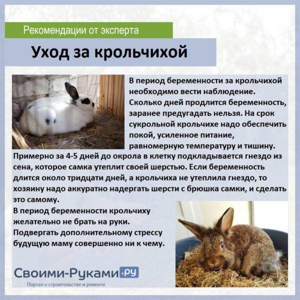 Беременность у кроликов или сколько ходит беременная крольчиха