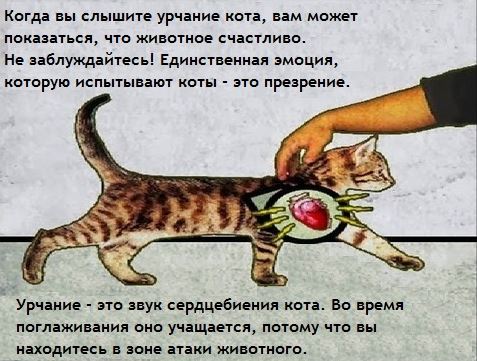 Почему кошка шипит на котят и что с этим делать | блог ветклиники "беланта"