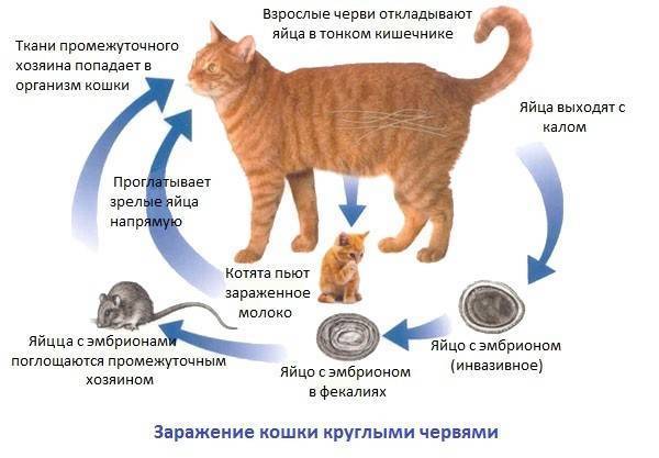 Отит у кошек симптомы и лечение в домашних условиях