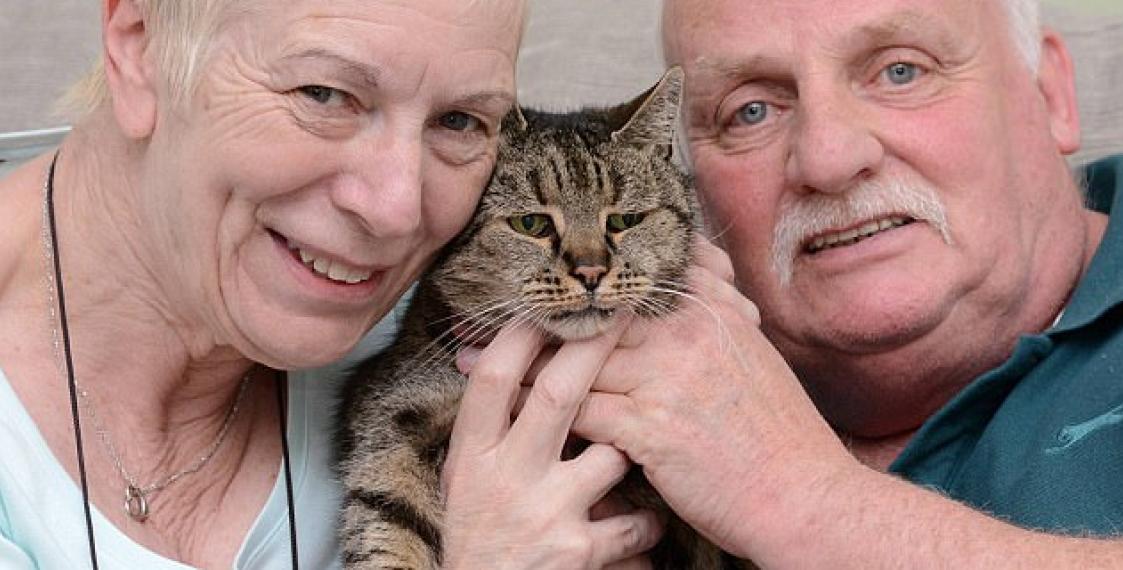 Породы кошек долгожителей и что влияет на продолжительность жизни кошек | hill's