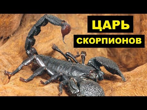 Скорпионы: содержание дома и кормление | zoodom