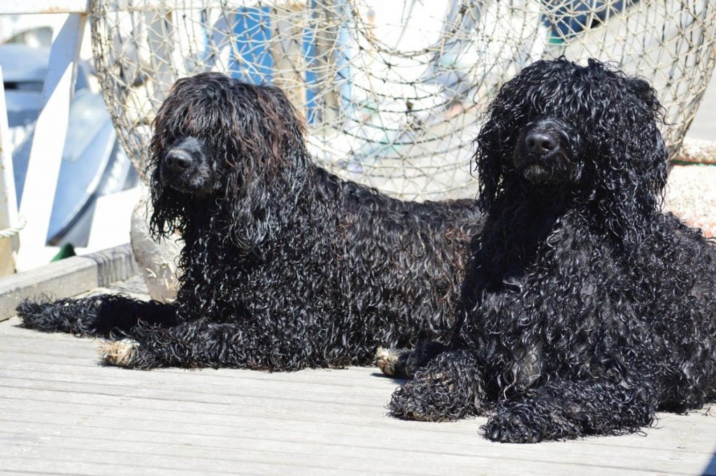 Португальская водяная собака. описание, особенности, уход и цена португальской водяной собаки | животный мир