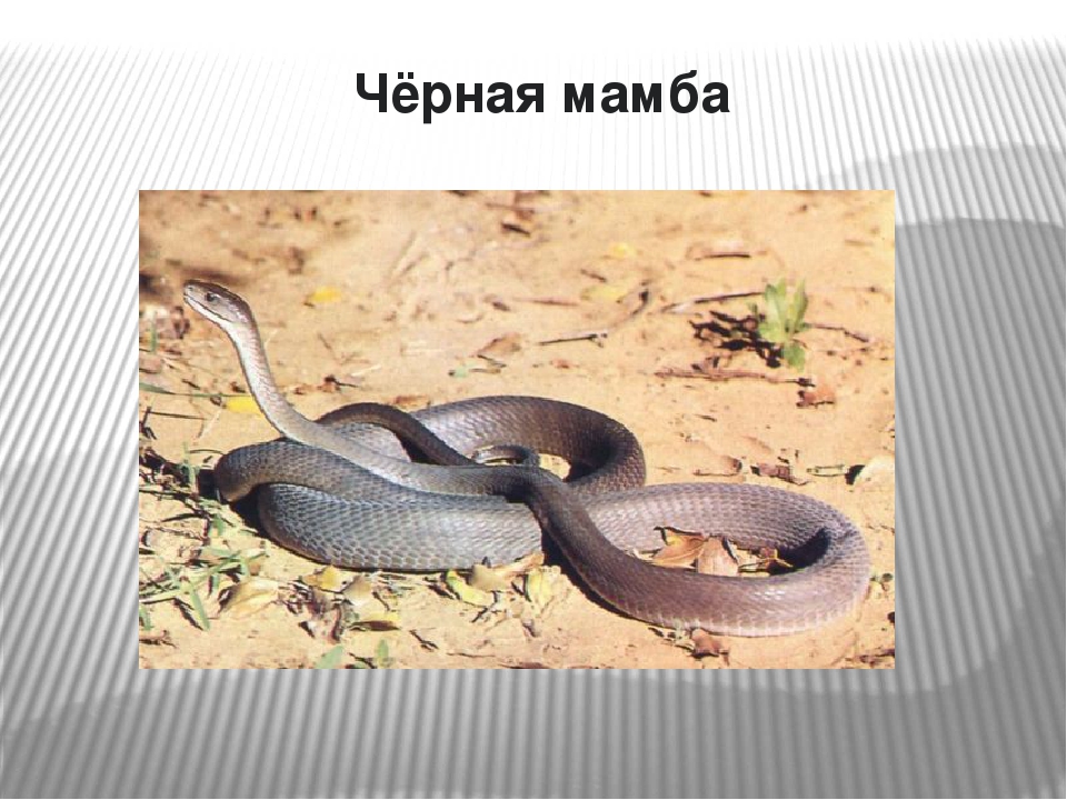 21 самая опасная змея на планете: о них ты не знал!