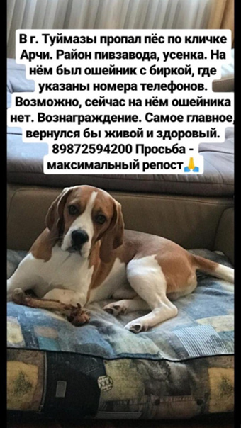 Пес арчи, которого пытались жестоко убить, превратился из неприхотливого омича в избалованного москвича