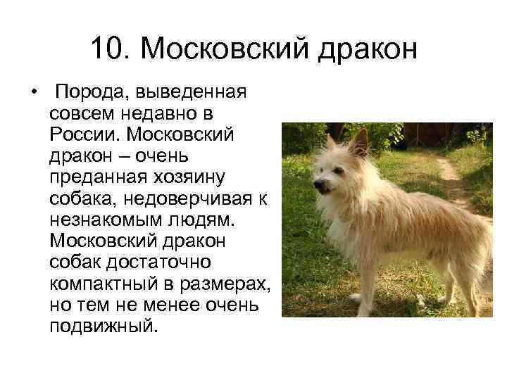 Московская сторожевая собака: характер, дрессировка, здоровье,
