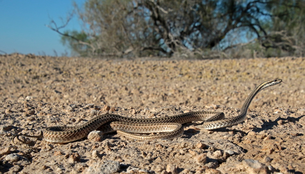 Змеи казахстана. Psammophis lineolatus. Змея стрела в Казахстане. Змея стрела Кавказская. Среднеазиатские змея стрела.