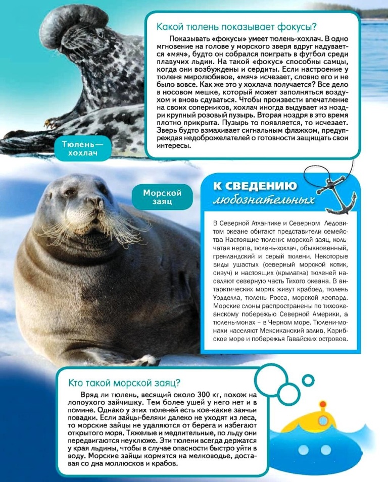 Интересные факты о тюленях, описание, образ жизни, влияние на природу