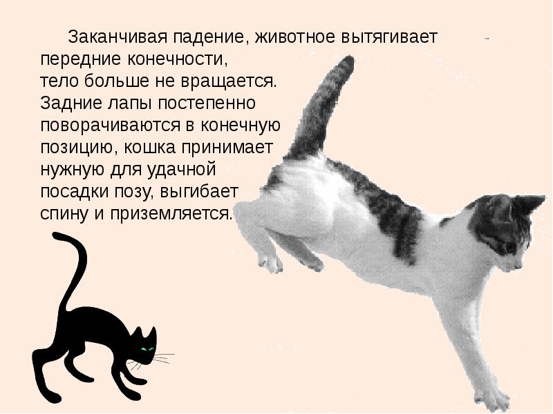 Падение кошки с большой высоты (высотная травма у кошки). ветеринарная клиника "зоостатус"