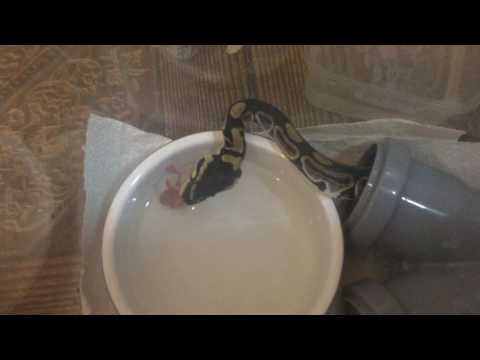 Молочная змея в домашних условиях