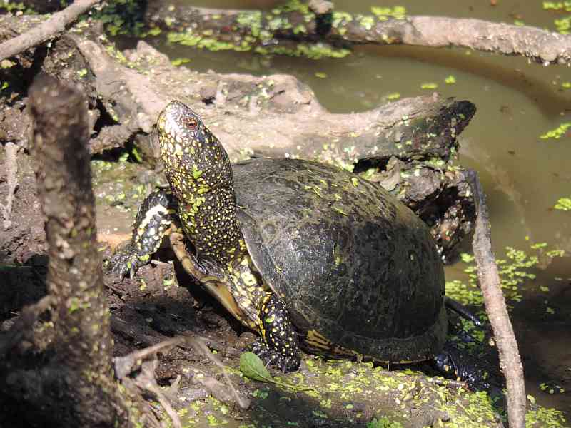 Содержание и уход за болотной черепахой в домашних условиях