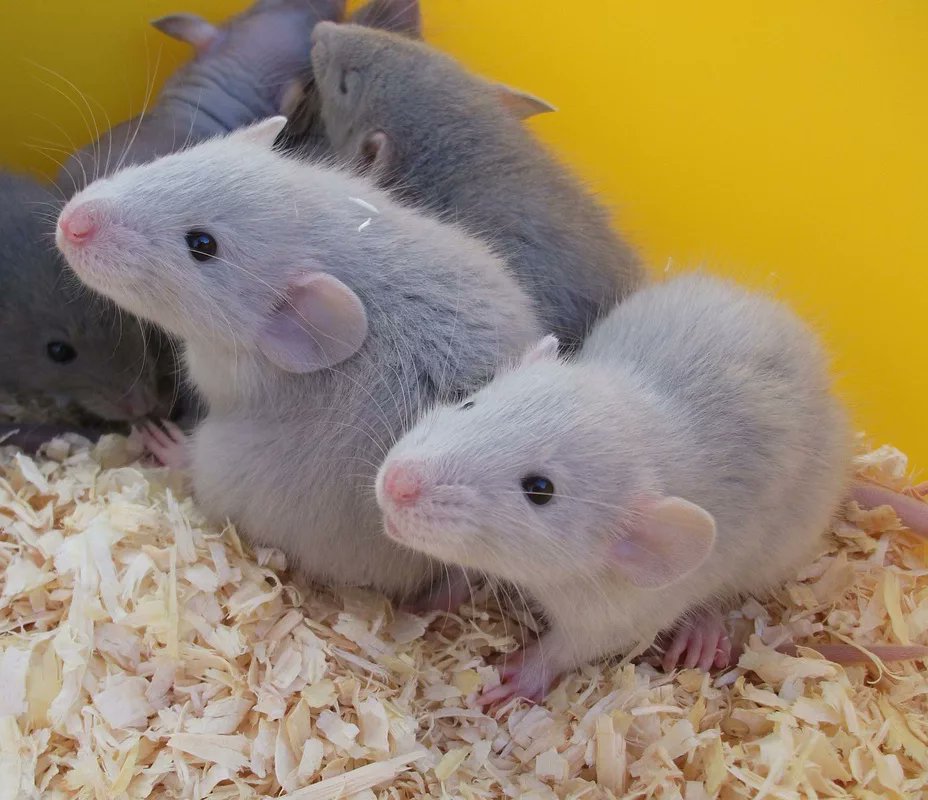 Как выглядит мышь — описание внешнего вида и размеров