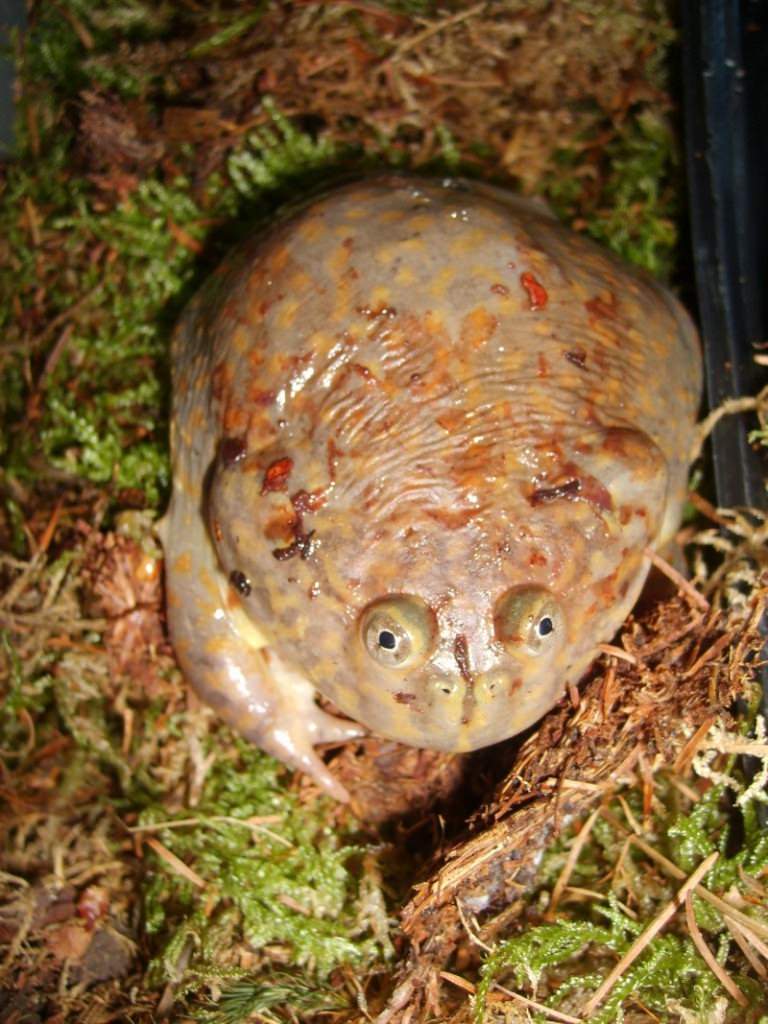 Обыкновенная лягушка баджита | описания и фото животных