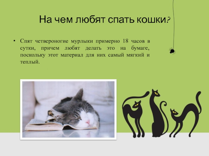 Сколько часов в сутки спят кошки и коты. почему кошка много спит: нормы сна у взрослых и маленьких животных