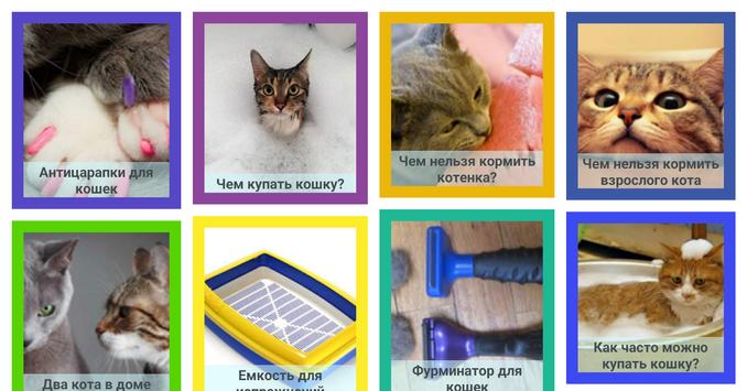 Как воспитывать котенка? | хиллс