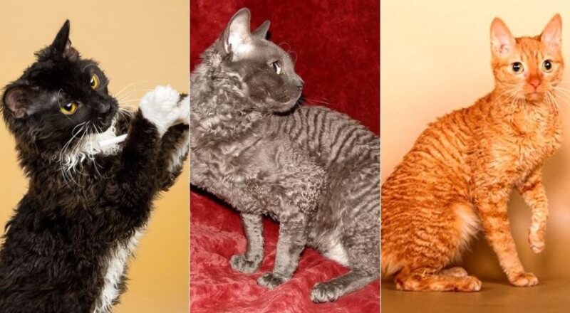 Особенности внешности, характера, разведения и содержания кошек породы эльф