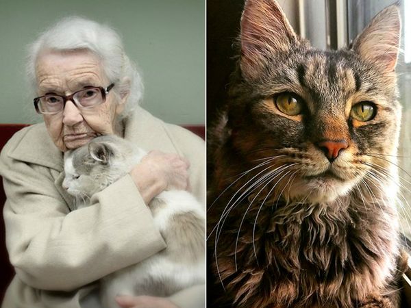 Признаки старения кошки: болезни и уход за животным